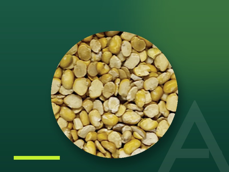 Split faba beans