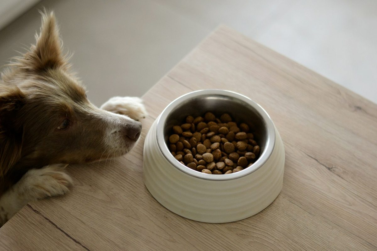 Dog at a bowl of premium kibble